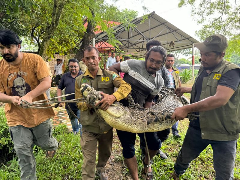 রিসোর্ট থেকে উদ্ধার করা কুমির। আজ মঙ্গলবার বিকেলে গাজীপুর মহানগরীর নীলেরপাড়া এলাকার ‘পাখির স্বর্গ’ রিসোর্টে